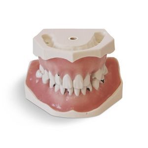 modello anatomico di denti 1