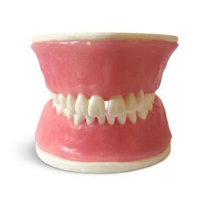 modello anatomico di denti 1