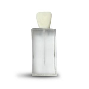 modello anatomico odontoiatrico 1