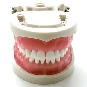 modello anatomico di denti 1