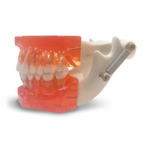 modello anatomico di denti 1