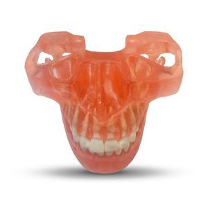 modello anatomico di mandibola 1