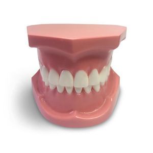 modello anatomico odontoiatrico 1