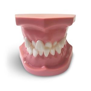 modello anatomico odontoiatrico 1