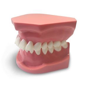 modello anatomico odontoiatrico 1