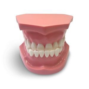 modello anatomico odontoiatrico 1