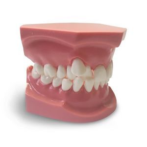 modello anatomico odontoiatrico 1