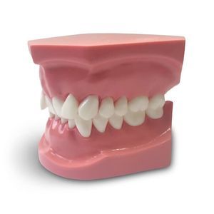 modello anatomico odontoiatrico 1