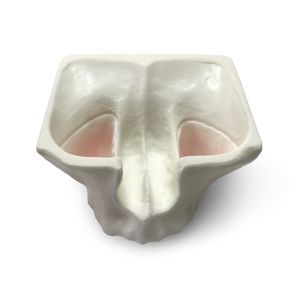 modello anatomico di sierosa 1