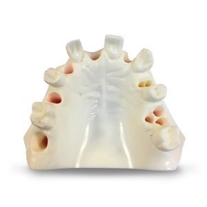 modello anatomico di mandibola 1
