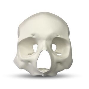 modello anatomico facciale 1