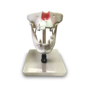 modello anatomico di sierosa 1