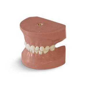 modello anatomico di denti 1