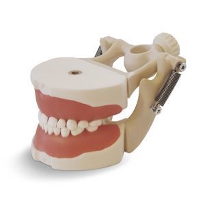modello anatomico di denti 1