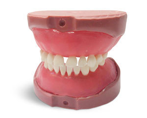 modello anatomico di denti 1