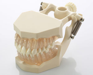 modello anatomico di denti 1