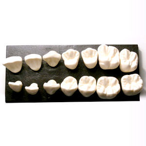 modello anatomico di denti 1