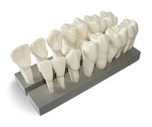 modello anatomico di denti 1