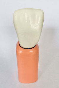 modello anatomico di denti 1