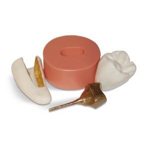 modello anatomico di denti 1