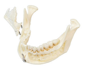modello anatomico di mandibola 1