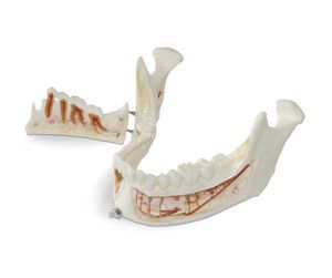 modello anatomico di nervo