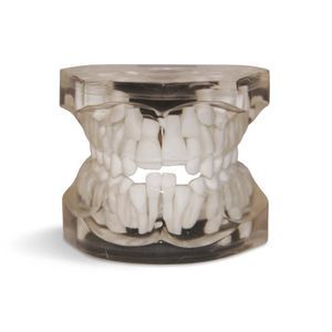 modello anatomico di denti 1