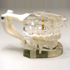 modello anatomico di denti 1