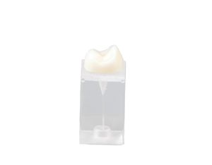 modello anatomico odontoiatrico 1