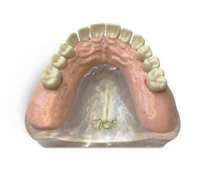 modello anatomico di dentatura 1