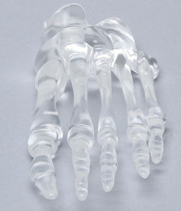 modello anatomico osseo