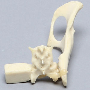 modello anatomico di bacino
