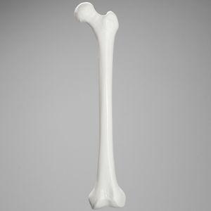 modello anatomico di femore 1