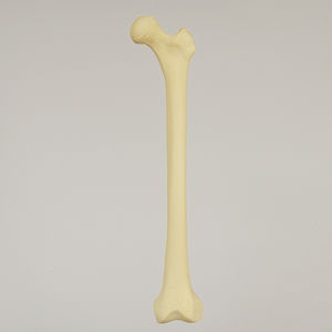 modello anatomico di femore
