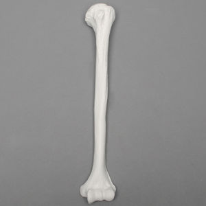 modello anatomico di omero
