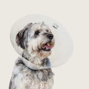 collare veterinario per cani