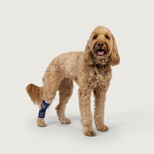 steccobenda veterinaria per tagliatarso