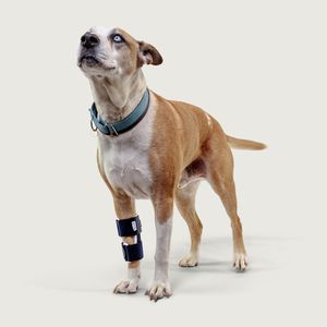 steccobenda veterinaria per zampe 1