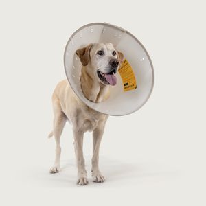 collare veterinario per cani
