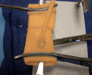 modello anatomico cardiaco