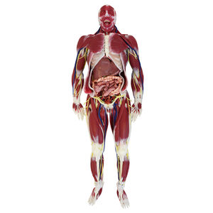 modello anatomico di sistema nervoso