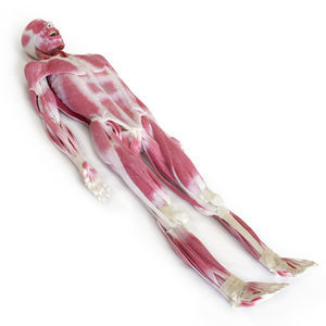 modello anatomico di articolazione 1