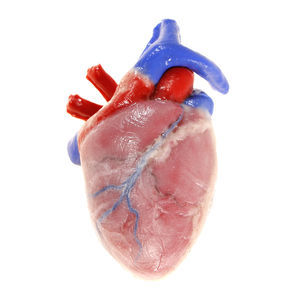 modello anatomico di cuore