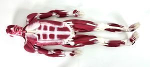 modello anatomico di articolazione 1