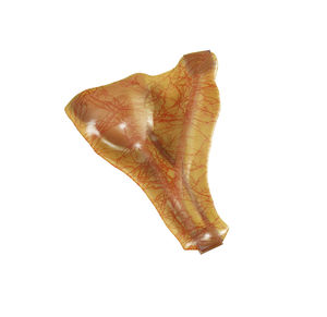 modello anatomico di vescicola biliare
