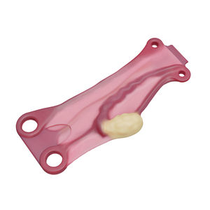 modello anatomico di utero