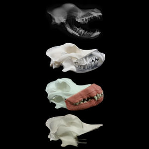 modello anatomico cranio / per chirurgia odontoiatrica / canino