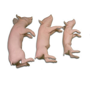 manichino didattico veterinario