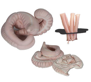 modello anatomico apparato digestivo 1