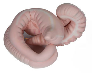 modello anatomico apparato digestivo / ad uso didattico / di cavallo / gonfiabile